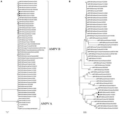 Whole genome sequencing of Avian metapneumovirus type B genomes directly from clinical samples collected from chickens in live bird markets using multiplex tiling RT-PCR method